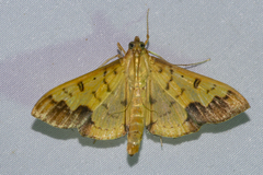 Meroctena tullalis