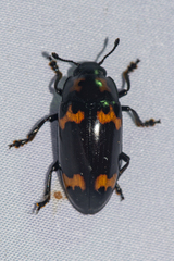 Micrencaustes divisa