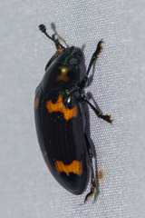 Micrencaustes divisa