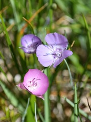 Calochortus nudus