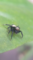 Thorelliola ensifera