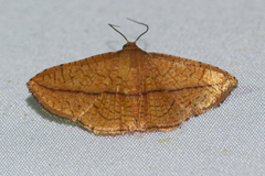 Striglina