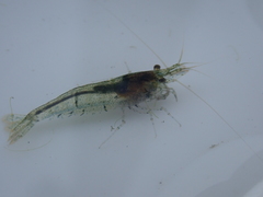 Neocaridina