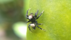 Thorelliola ensifera