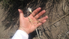 Calochortus bruneaunis