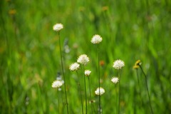 Triantha occidentalis occidentalis