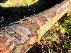 Biscogniauxia atropunctata