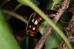 Forficula smyrnensis