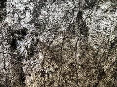 Biscogniauxia atropunctata