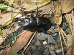 Neolucanus