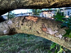 Biscogniauxia atropunctata