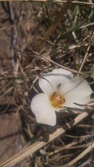 Calochortus bruneaunis