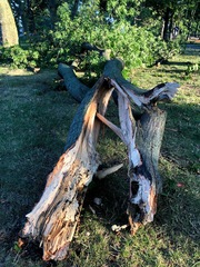 Biscogniauxia atropunctata