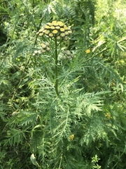 Tanacetum vulgare boreale