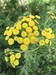 Tanacetum vulgare boreale
