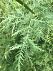 Tanacetum vulgare boreale