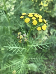 Tanacetum vulgare boreale