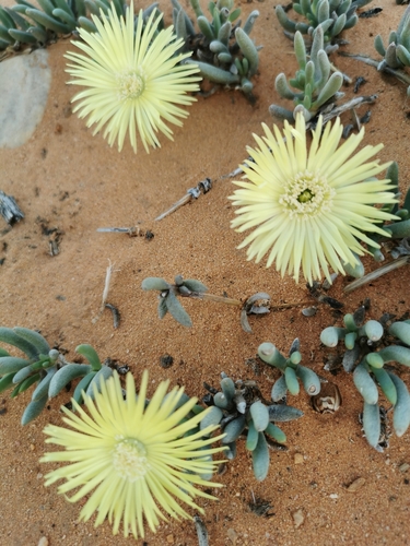 Image of Thong Starfig (Cephalophyllum loreum) by no rights reserved