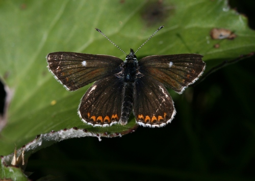 Northern Brown Argus