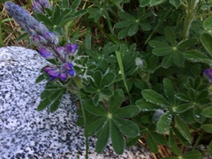 Lupinus nootkatensis