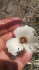 Calochortus bruneaunis