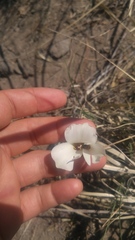 Calochortus bruneaunis