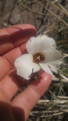 Calochortus bruneaunis