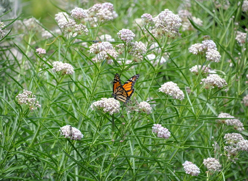 Monarch photographed in Nevada