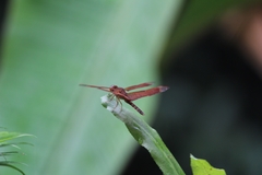 Neurothemis fulvia