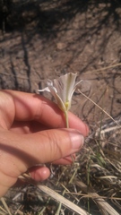 Calochortus bruneaunis