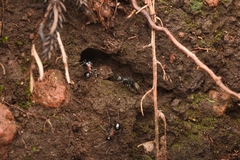 Polyrhachis lamellidens