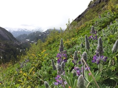 Lupinus nootkatensis
