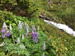 Lupinus nootkatensis