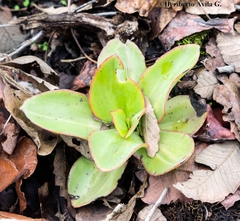 Echeveria dactylifera