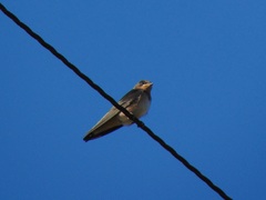 Hirundo rustica