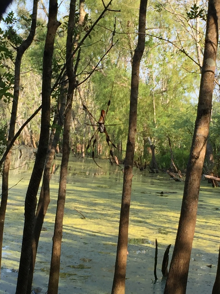 Golden Silk Spider from Scoby Lake, Bailey's Prairie, TX, US on August