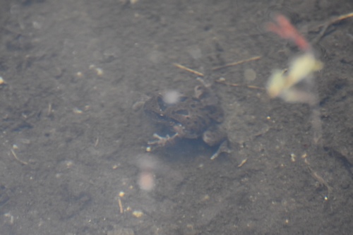 iNaturalist observation photo of Pacific chorus frog