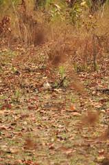 Burhinus indicus