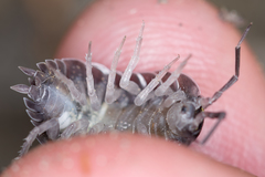 Porcellio obsoletus