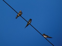 Hirundo rustica
