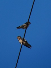 Hirundo rustica