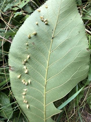 Caryomyia caryaecola