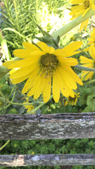 Silphium laciniatum