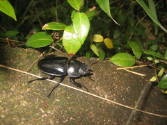 Neolucanus