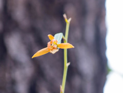 Prosthechea squalida