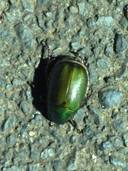 Anomala albopilosa
