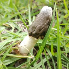 Phallus granulosodenticulatus