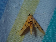 Lepidoptera