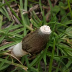 Phallus granulosodenticulatus