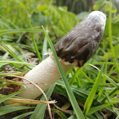 Phallus granulosodenticulatus